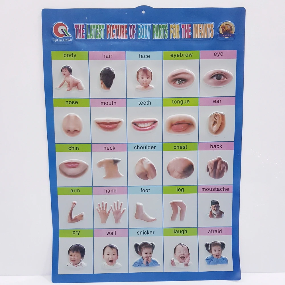 สื่อการสอน ร่างกาย ทึบ