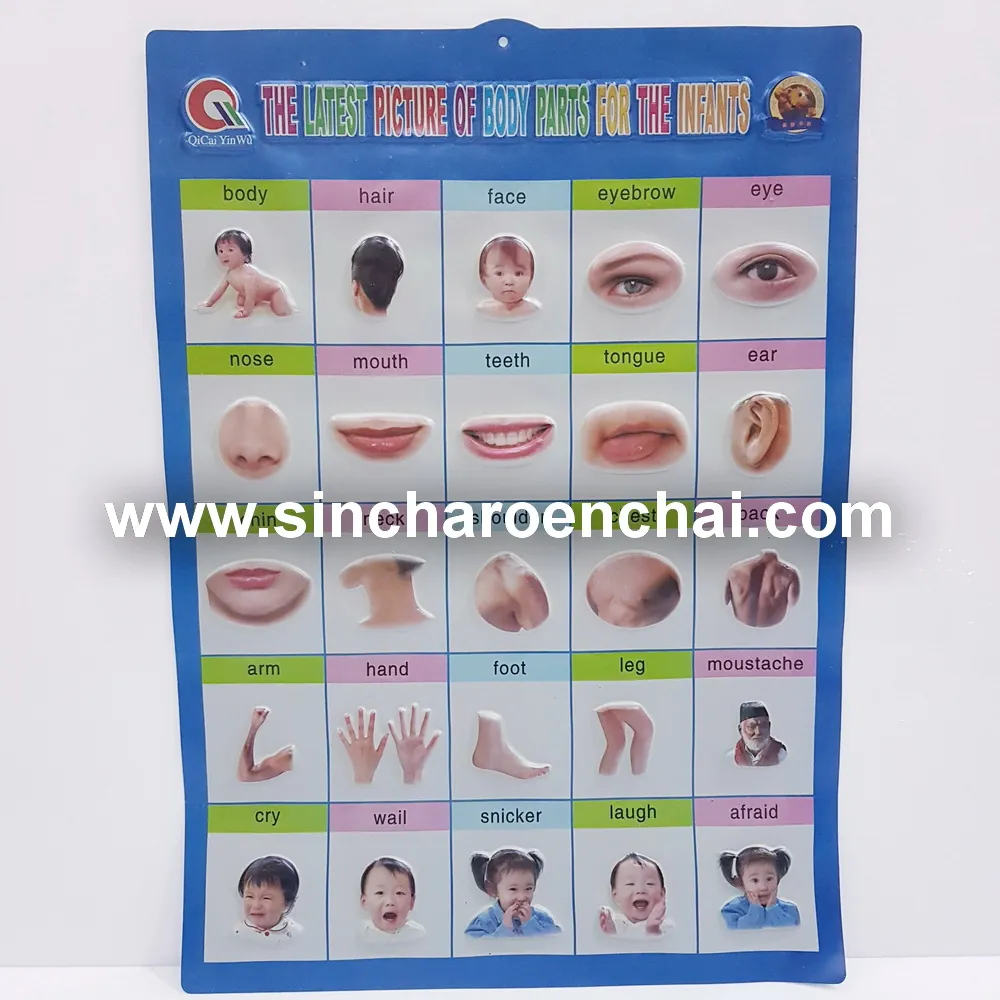 สื่อการสอน ร่างกาย ทึบ